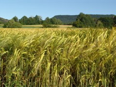 Gomaringen (33)