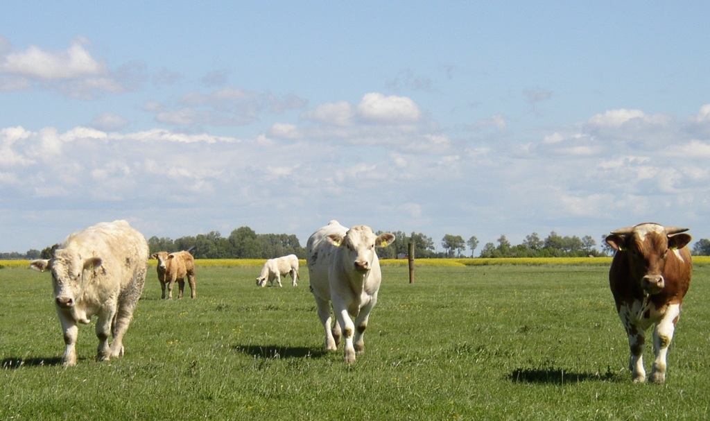 Tönning (06)